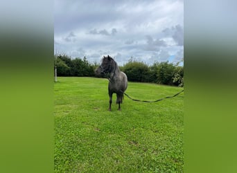 Mini Shetland Pony, Stute, 6 Jahre, 100 cm, Schimmel