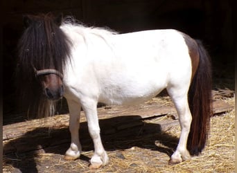Mini Shetland Pony, Stute, 6 Jahre, 74 cm, Schecke