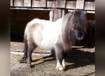 Mini Shetland Pony, Stute, 6 Jahre, 74 cm, Schecke