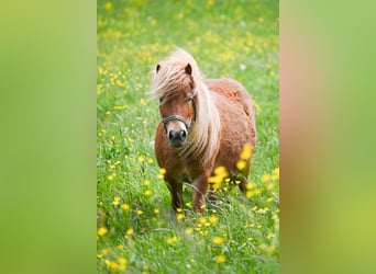Mini Shetland Pony Mix, Stute, 6 Jahre, 75 cm, Fuchs