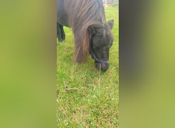 Mini Shetland Pony, Stute, 6 Jahre, 80 cm, Rappe