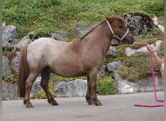 Mini Shetland Pony, Stute, 6 Jahre, 87 cm, Roan-Red