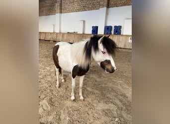 Mini Shetland Pony, Stute, 6 Jahre, 88 cm, Schecke