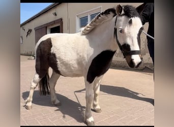 Mini Shetland Pony, Stute, 6 Jahre, 88 cm, Schecke