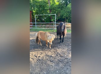 Mini Shetland Pony, Stute, 6 Jahre, 95 cm
