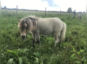 Mini Shetland Pony, Stute, 7 Jahre, 76 cm, Falbe