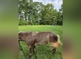 Mini Shetland Pony, Stute, 7 Jahre, 79 cm, Apfelschimmel