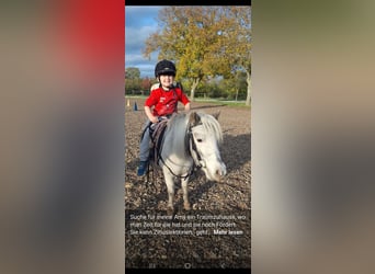 Mini Shetland Pony, Stute, 7 Jahre, 80 cm