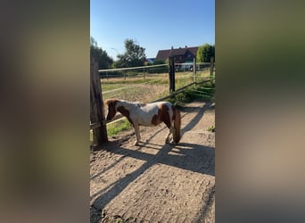 Mini Shetland Pony, Stute, 7 Jahre, 85 cm, Schecke