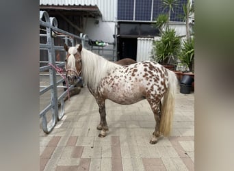 Mini Shetland Pony, Stute, 7 Jahre, 85 cm, Tigerschecke