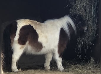 Mini Shetland Pony, Stute, 8 Jahre, 80 cm, Schecke