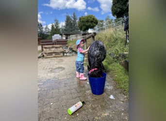 Mini Shetland Pony, Stute, 8 Jahre, 80 cm, Schwarzbrauner