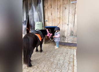 Mini Shetland Pony, Stute, 8 Jahre, 80 cm, Schwarzbrauner