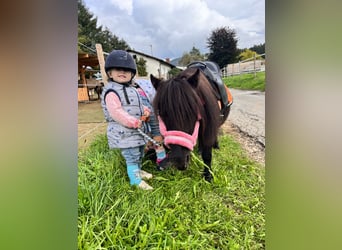 Mini Shetland Pony, Stute, 8 Jahre, 80 cm, Schwarzbrauner