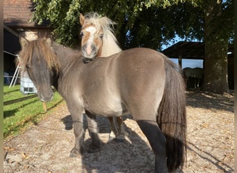 Mini Shetland Pony, Stute, 8 Jahre, 82 cm, Fuchs
