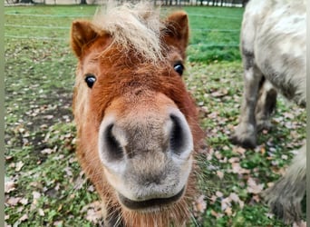 Mini Shetland Pony, Stute, 8 Jahre, 83 cm, Brauner