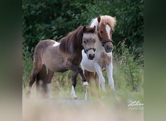 Mini Shetland Pony, Stute, 8 Jahre