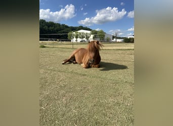 Mini Shetland Pony, Stute, 8 Jahre, Fuchs