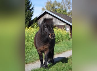 Mini Shetland Pony, Stute, 8 Jahre, Schwarzbrauner