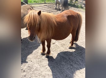 Mini Shetland Pony, Stute, 9 Jahre, 74 cm, Fuchs
