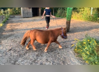 Mini Shetland Pony, Stute, 9 Jahre, 74 cm, Fuchs