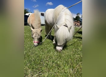 Mini Shetland Pony, Stute, 9 Jahre, 79 cm, Cremello