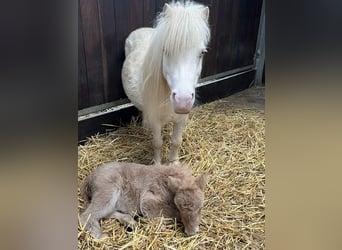 Mini Shetland Pony, Stute, 9 Jahre, 79 cm, Cremello