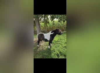 Mini Shetland Pony, Stute, 9 Jahre, 82 cm, Schecke