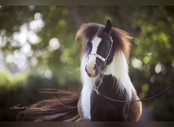 Mini Shetland Pony, Stute, 9 Jahre, 83 cm, Schecke