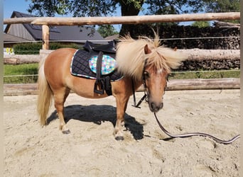 Mini Shetland Pony, Stute, 9 Jahre, 85 cm