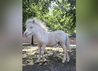 Mini Shetland Pony, Stute, Fohlen (01/2026), 75 cm, Schecke