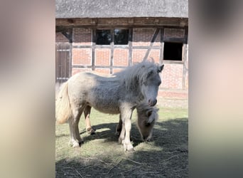 Mini Shetland Pony, Stute, Fohlen (01/2026), 75 cm, Schecke