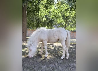 Mini Shetland Pony, Stute, Fohlen (01/2026), 75 cm, Schecke