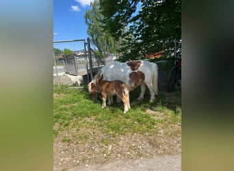 Mini Shetland Pony, Stute, Fohlen (01/2025), 80 cm, Braunfalbschimmel