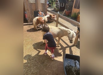 Mini Shetland Pony, Stute, Fohlen (01/2025), 80 cm, Braunfalbschimmel