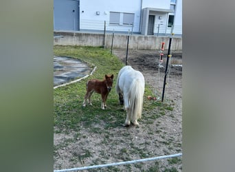 Mini Shetland Pony, Stute, Fohlen (01/2025), 80 cm, Braunfalbschimmel