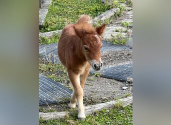 Mini Shetland Pony, Stute, Fohlen (01/2025), 80 cm, Braunfalbschimmel