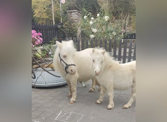 Mini Shetland Pony, Stute, Fohlen (05/2026), 80 cm, Cremello