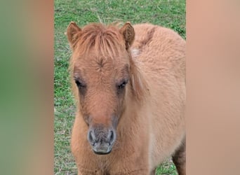 Mini Shetland Pony, Stute, Fohlen (04/2025), 84 cm, Falbe