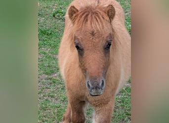 Mini Shetland Pony, Stute, Fohlen (05/2025), 84 cm, Falbe