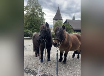 Mini Shetland Pony, Unbekannt, 15 Jahre, 89 cm