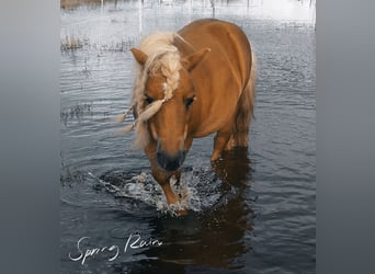 Mini Shetland Pony, Wallach, 10 Jahre, 89 cm, Fuchs