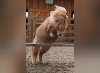 Mini Shetland Pony, Wallach, 10 Jahre, 95 cm, Fuchs