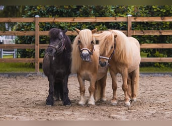 Mini Shetland Pony, Wallach, 10 Jahre, 95 cm, Fuchs