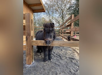 Mini Shetland Pony, Wallach, 10 Jahre, 95 cm, Fuchs