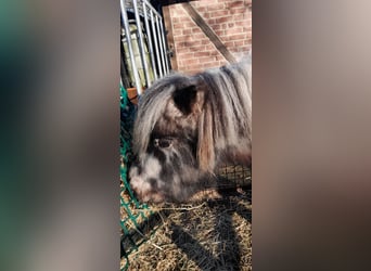 Mini Shetland Pony, Wallach, 10 Jahre, 95 cm, Tigerschecke