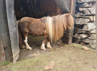 Mini Shetland Pony, Wallach, 12 Jahre, 83 cm, Schecke