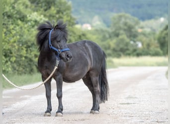 Mini Shetland Pony, Wallach, 12 Jahre, 91 cm, Rappe