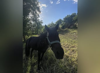 Mini Shetland Pony Mix, Wallach, 12 Jahre