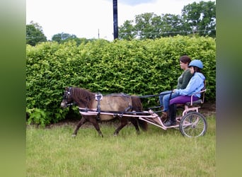 Mini Shetland Pony, Wallach, 13 Jahre, 86 cm, Buckskin